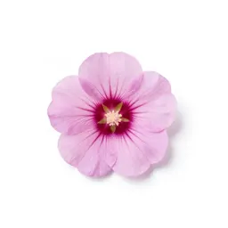 Tree mallow