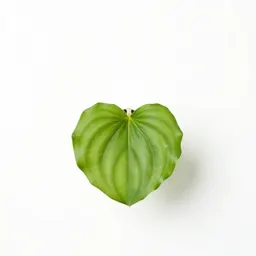 Trillium