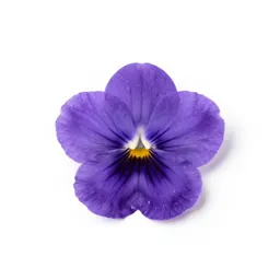 Two-eyed violet
