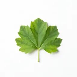 Velvetleaf