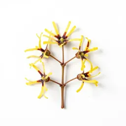 Vernal witch hazel