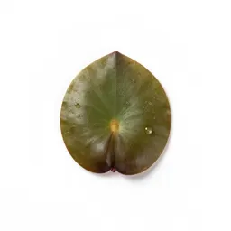 Water caltrop