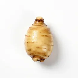 Water chestnut