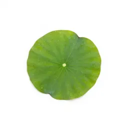 Water lobelia