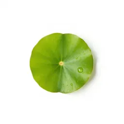 Water shamrock