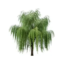 Weeping tree broom