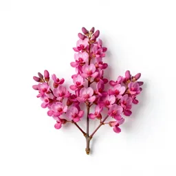 Western redbud