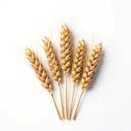 Wheat