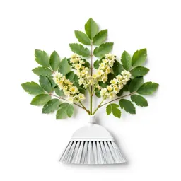 White broom