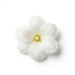 White camas