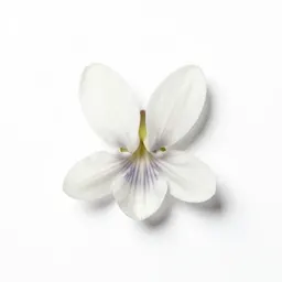 White dogtooth violet