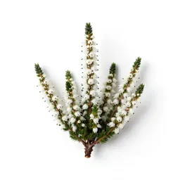 White heather