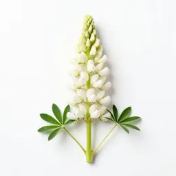 White lupine