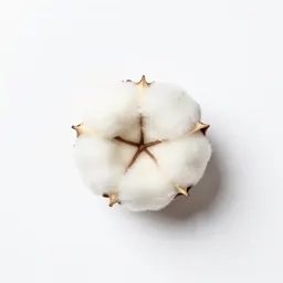 Wild cotton
