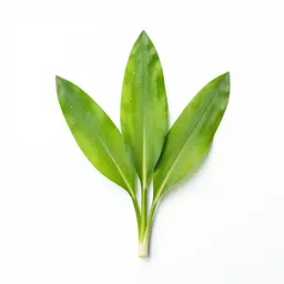 Wild garlic