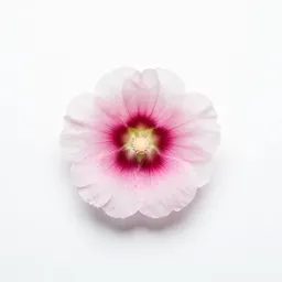 Wild hollyhock