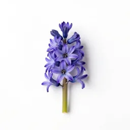 Wild hyacinth
