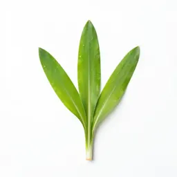 Wild leek