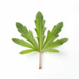 Wild licorice
