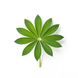 Wild lupine
