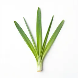 Wild onion