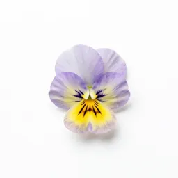 Wild pansy