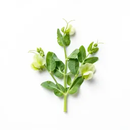Wild pea