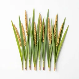 Wild rice