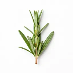 Wild rosemary