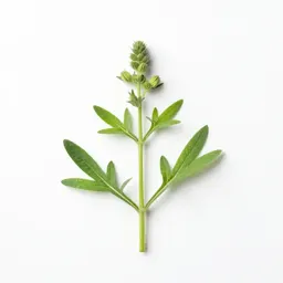 Wild senna