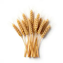Wild wheat