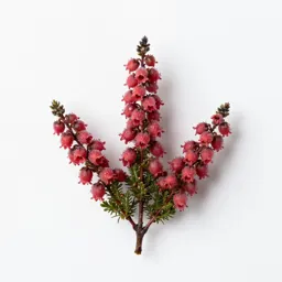 Winter heath