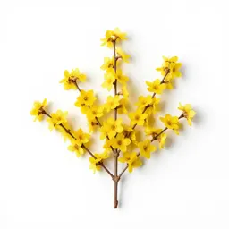 Winter jasmine