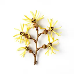 Witch hazel