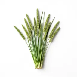 Witchgrass