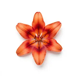 Wood lily