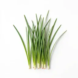 Wood meadowgrass