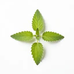 Wood nettle