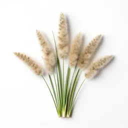 Wool grass
