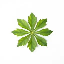 Xylosma