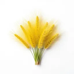 Yellow bristlegrass