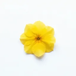 Yellow clintonia