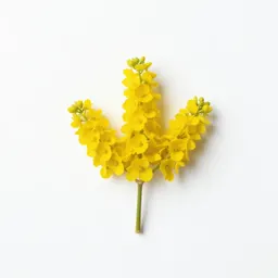 Yellow colicroot
