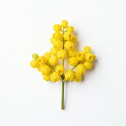 Yellow globe lily