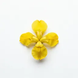 Yellow iris