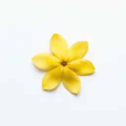 Yellow jasmine