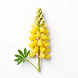 Yellow lupine