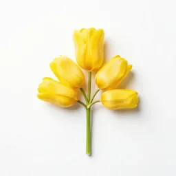 Yellow mariposa tulip