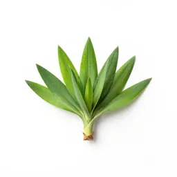 Yucca
