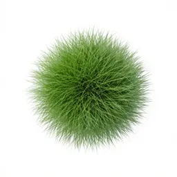 Zoysia